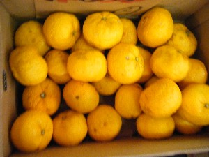 2009/01/10  �{���̔����ł�_9