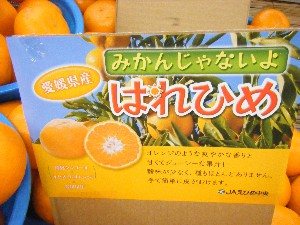 2009/01/17 ���T�̔����ł�_14