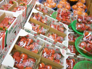 2009/01/17 ���T�̔����ł�_18