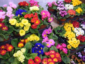 2009/01/17 ���T�̔����ł�_26