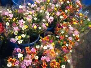 2009/01/17 ���T�̔����ł�_27
