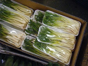 2009/01/17 ���T�̔����ł�_28