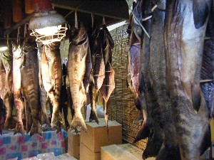 2009/01/17 ���T�̔����ł�_31