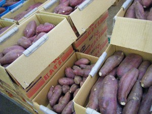 2009/01/24 ���T�̔����ł�_7