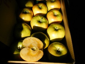 2009/01/24 ���T�̔����ł�_10