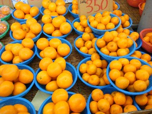 2009/01/24 ���T�̔����ł�_24