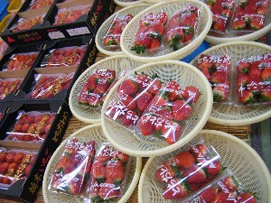 2009/01/24 ���T�̔����ł�_25