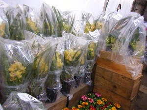 2009/01/24 ���T�̔����ł�_29