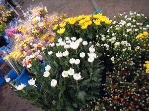 2009/01/24 ���T�̔����ł�_30