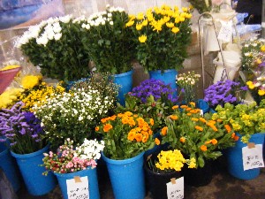 2009/01/24 ���T�̔����ł�_31