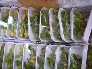 2009/01/24 ���T�̔����ł�_37