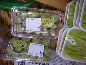 2009/01/24 ���T�̔����ł�_39