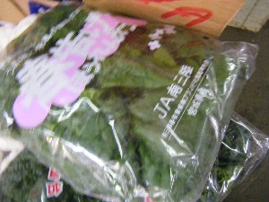 2009/01/24 ���T�̔����ł�_40