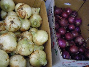 2009/01/24 ���T�̔����ł�_42
