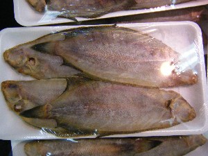 2009/01/24 ���T�̔����ł�_52