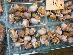 2009/01/24 ���T�̔����ł�_60