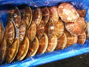 2009/01/24 ���T�̔����ł�_61