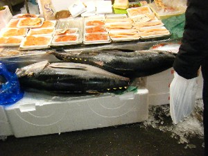 2009/01/24 ���T�̔����ł�_62