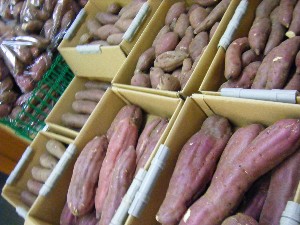 2009/01/31 ���T�̔����ł�_4