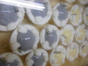 2009/01/31 ���T�̔����ł�_12