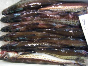 2009/01/31 ���T�̔����ł�_33