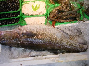 2009/01/31 ���T�̔����ł�_60