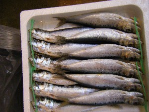 2009/01/31 ���T�̔����ł�_62