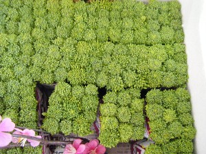 2009/02/07 ���T�̔���ł�_13