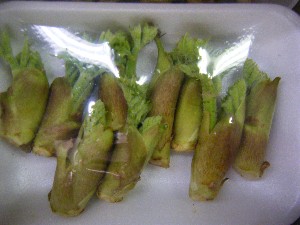 2009/02/07 ���T�̔���ł�_15