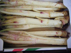 2009/02/07 ���T�̔���ł�_16
