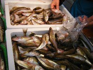 2009/02/07 ���T�̔���ł�_31