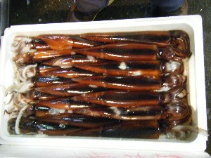 2009/02/07 ���T�̔���ł�_35