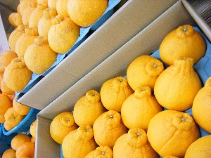2009/02/13 ���T�̔����ł�_1