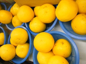 2009/02/13 ���T�̔����ł�_2
