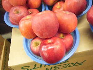 2009/02/13 ���T�̔����ł�_4