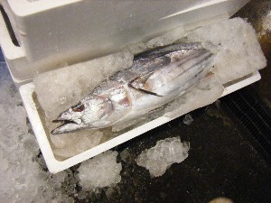 2009/02/13 ���T�̔����ł�_19