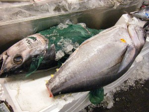 2009/01/31 �L���`�������2_35