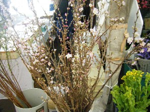 20090228 ���T�̔����ł�_7