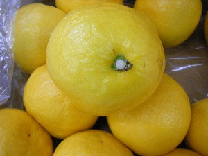 20090228 ���T�̔����ł�_10