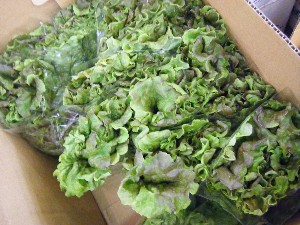 20090228 ���T�̔����ł�_15