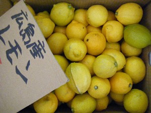 20090228 ���T�̔����ł�_17
