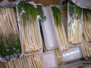 20090228 ���T�̔����ł�_19