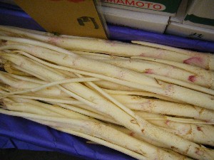 20090228 ���T�̔����ł�_21