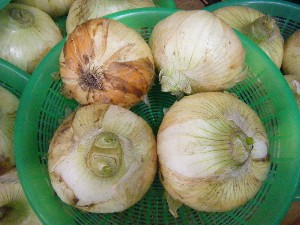 20090228 ���T�̔����ł�_25