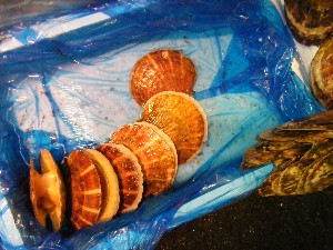 20090228 ���T�̔����ł�_39