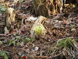20090307 ���T�̔����ł�_4
