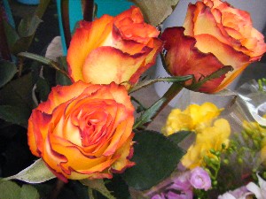 20090307 ���T�̔����ł�_12