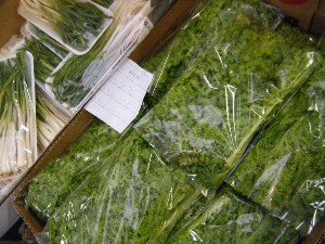 20090307 ���T�̔����ł�_21