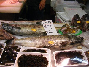 20090307 ���T�̔����ł�_26