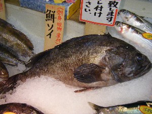 20090307 ���T�̔����ł�_31